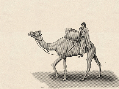 Camel Rider branding ink and pen ink hatching ink illustrations line drawing scratchboard