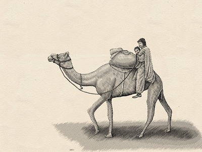 Camel Rider