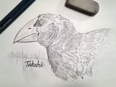 Takahe bird drawing illustration new zealand pencil sketchbook