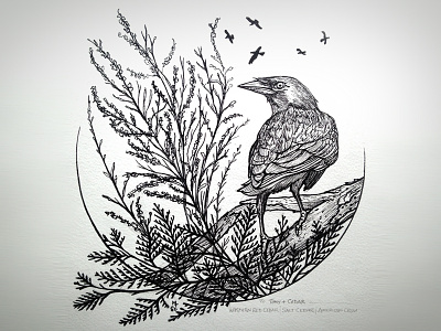 Crow & Cedar bird black and white botanical bw cedar crow illustration ink pen