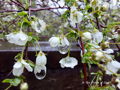 Beauty of the Rain Drops