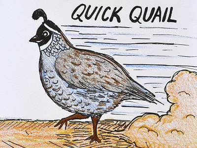 Quick Quail alphabet alphabet series animal bird cute doodle doodle a day drawing illustration ink quail