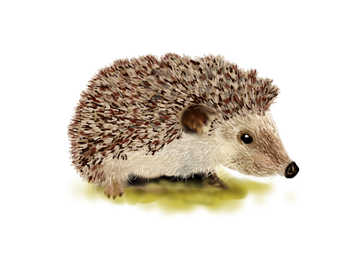 Little Hedgehog animal animal illustration character character design creature cute hedgehog illustration painting wildlife