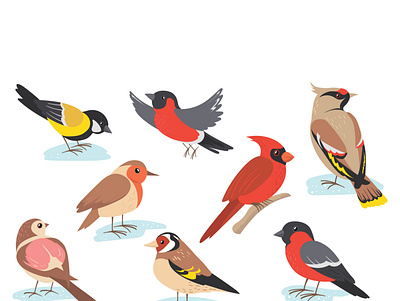 bird bird design illustration vector