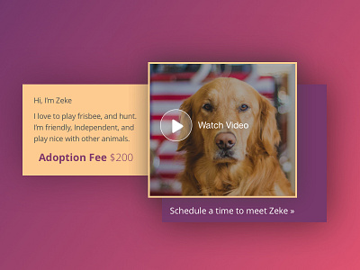 Daily UI 036 | Special Offer 036 adoption animal boxes daily ui dailyui dog gradient special offer video