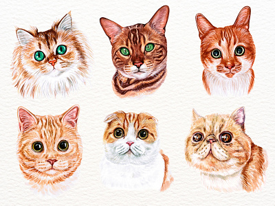 Watercolor Orange Cats cat portrait illustration watercolor watercolor clipart