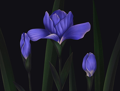 Blue Irises botanical digital drawing illustration photoshop procreate