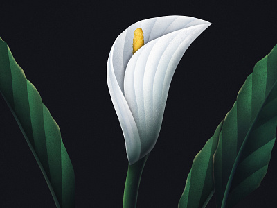 Botanical art art botanical digital drawing flower illustration procreate