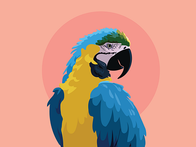 Bird Illustration design graphic design illustration vector