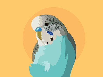 Budgie