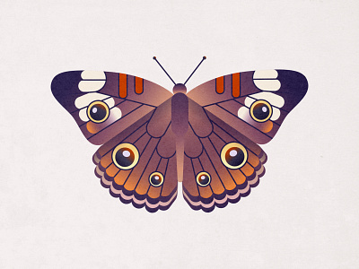 Common Buckeye Butterfly