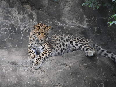 Leopard animal photography close up pattern photography texture zoo