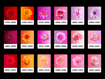 Flower Gradients branding clean color palette colorful colors colorscheme concept design flowers gradient graphicdesign minimal nature orange photography photoshop pink red simple