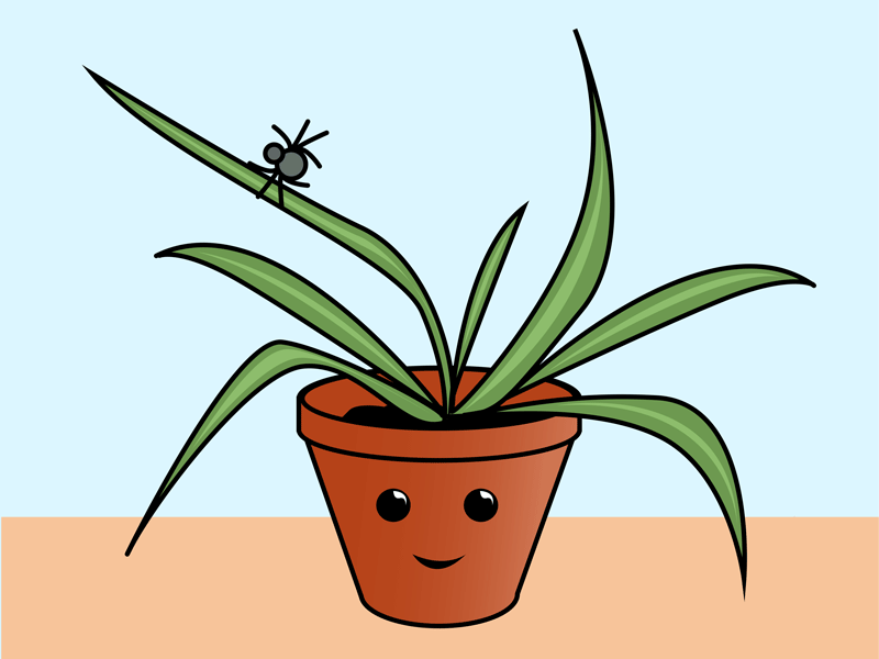 Spider Plant animation cute design friends gif graphic design happy illustration kawaii love motion graphics plant spider