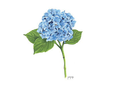 Blue Hydrangea Marker Drawing