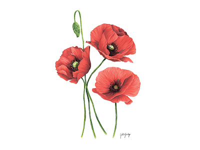 Red Poppies Marker Drawing flower art poppies red poppy