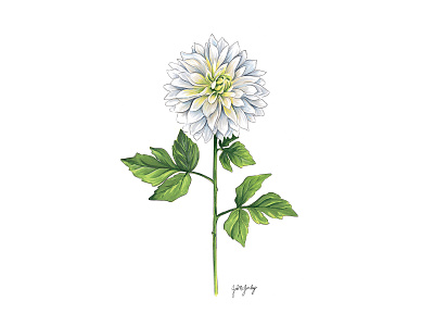 White Dahlia Marker Drawing