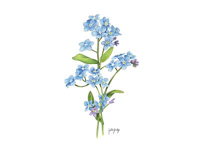 Forget-Me-Knot Marker Drawing