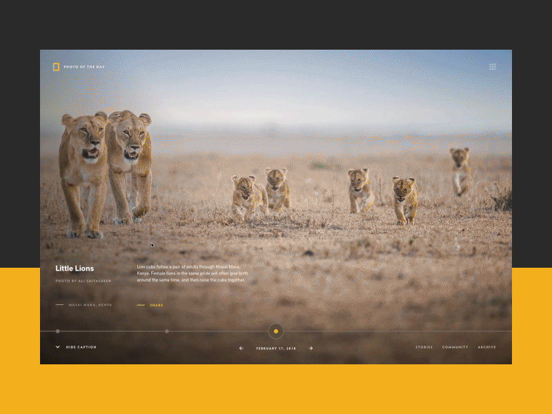 Nat Geo | Photo of the Day animals gallery interaction national geographic photography timeline ui
