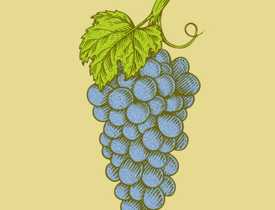 grape stock illustration fruit grape grape illustration grape sketch illustration logo sketch texture
