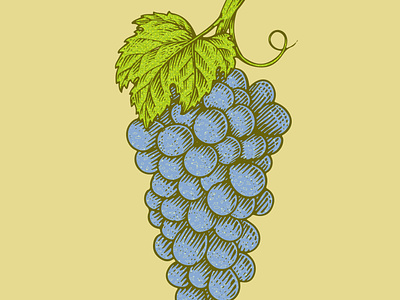 grape stock illustration
