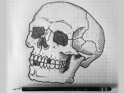 Skull Sketch