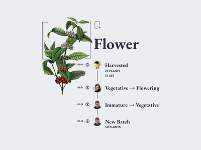 Flower illustration