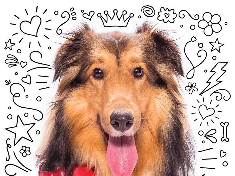 Puppy Doodles orlando magazine editorial pet puppy illustration doodle sheltie dog