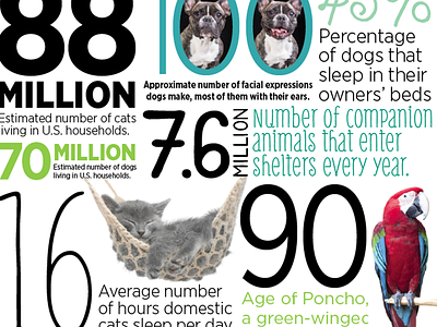 By the Numbers editorial facts infographics numbers orlando magazine pets typography