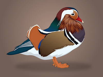 Vector Portrait Of Mandarin Duck