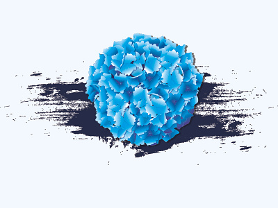 Hydrangea hydrangea vector