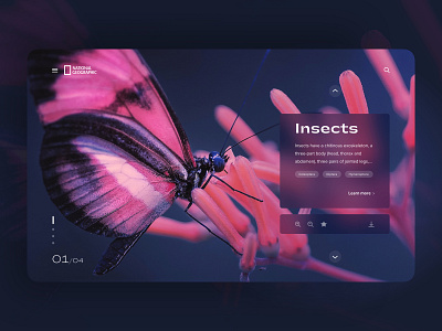 National Geographic animal card challenge clean cleaning discover education hero image insect knowledge minimal pink transparent ui design ui ux