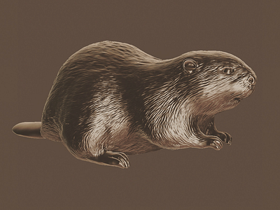 Beaver 3d illustration 3d render 3d sculpt zbrush