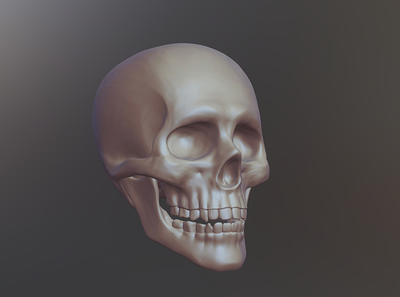 Skull Sketch 3d character illustration ipad nomad sculpt skull