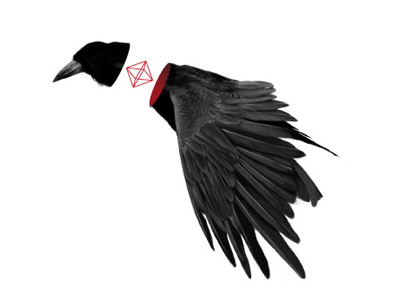 Black bird cg crow