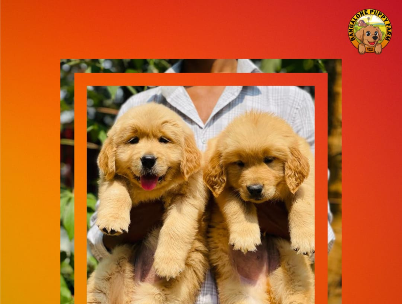 Golden Retriever Bangalore puppy farm by bangalorepuppyfarm on Dribbble
