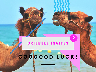 2 Dribbble Invites camels draft day dribbble invites photography