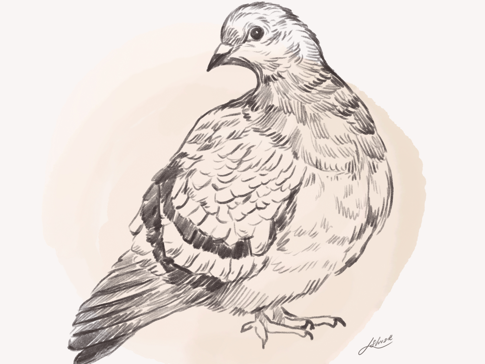 Passenger Pigeon Colored Pencils  Drawing Passenger Pigeon with Color  Pencils  DrawingTutorials101com