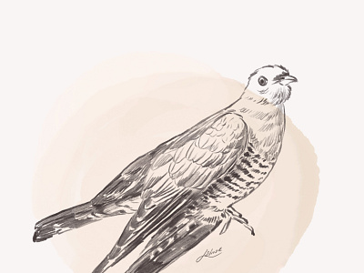 Cuckoo bird illustration