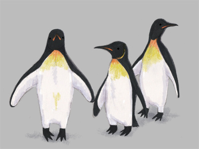 Penguins digital drawing illustration