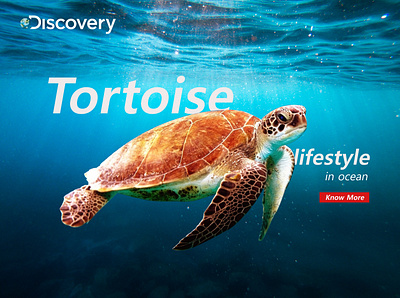 Tortoise Lifestyle in ocean app branding design graphic design illustration logo typography ui ux vector