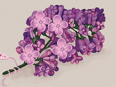 Lilac Flower flower flowers lilac flower mauve may spring