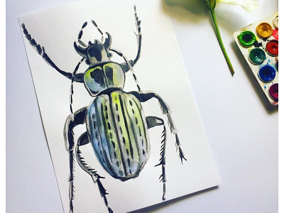 Beetle beetle insects learn tutorial watercolor