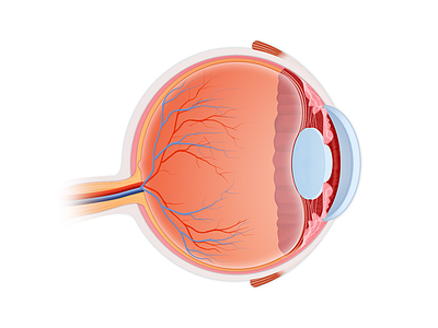 Realistic Eye Illustration for Medical App by Oleksandr Pronskyi on ...