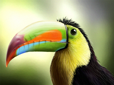 Tucano Photorealistic Digital Painting animal art bird digital painting drawing photorealistic photoshop toucan tropic tucan