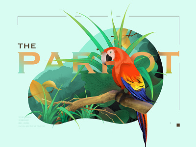 The parrot animal bird design illustration parrot procreate