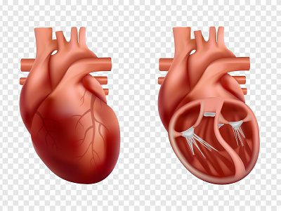 3d human heart anatomy 3d anatomy design graphic design heart human illustration realistic