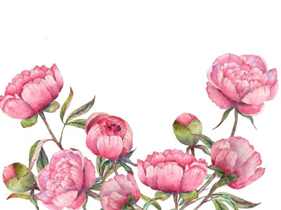 Watercolor peonies