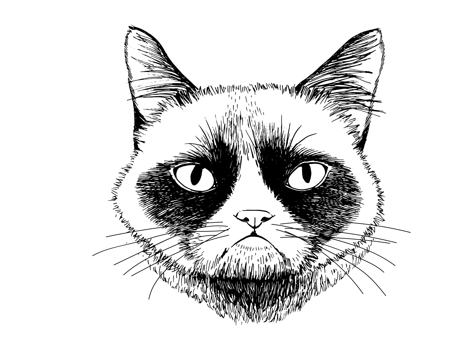 Hand Drawn Grumpy Cat Illustration By Daria On Dribbble