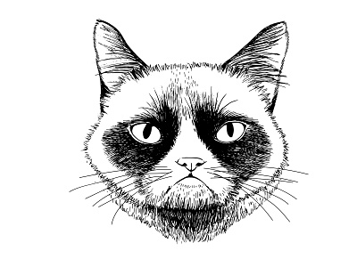 Hand-drawn Grumpy Cat Illustration animal cat design graphic design grumpy illustration print design vector